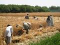 Уборка пшеницы под Лашкаргахом - учебная