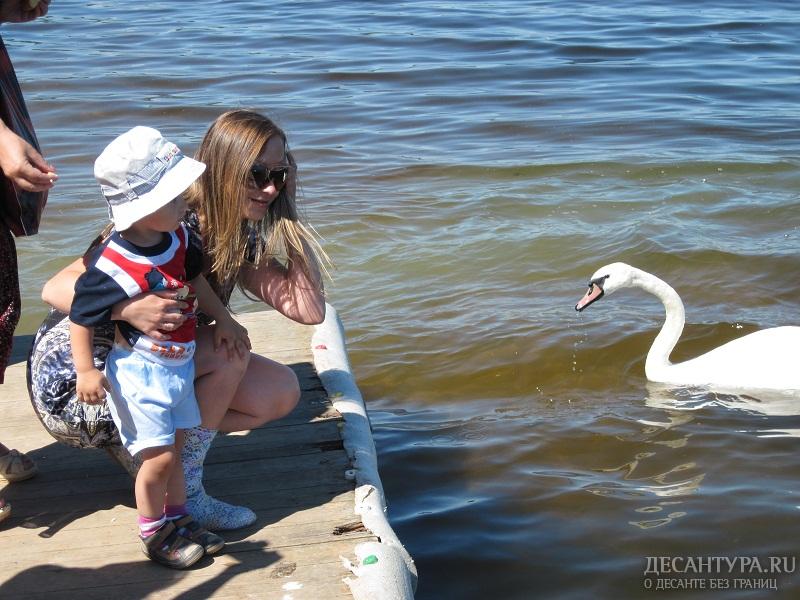 Ручные лебеди на Избормском озере